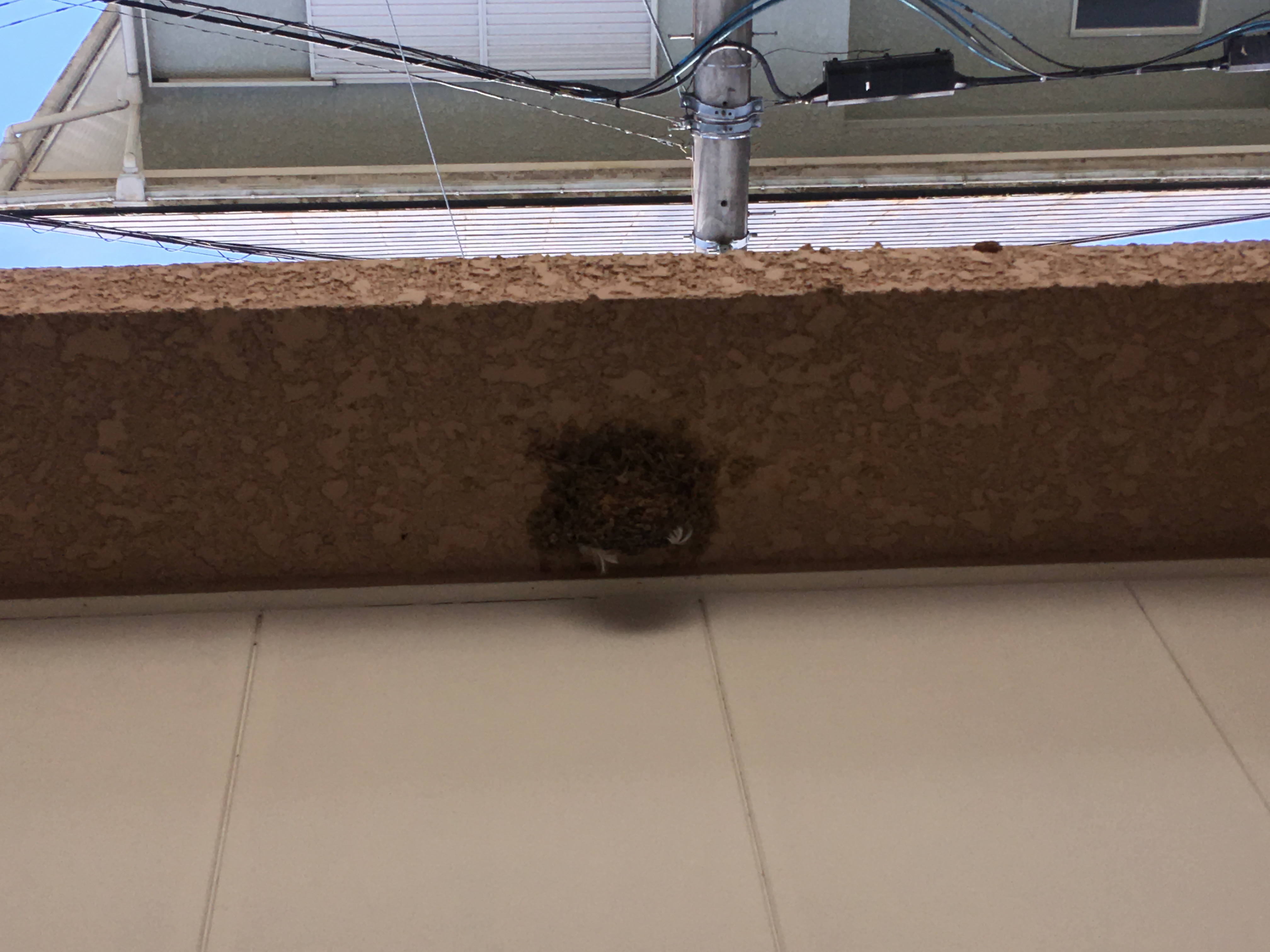 つばめの巣が、、、。