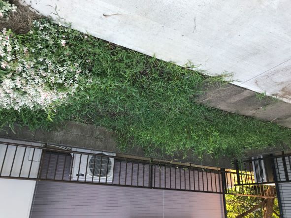 この夏、長雨が多かったので。庭が。（1）