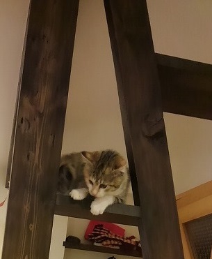 猫ちゃんの居場所