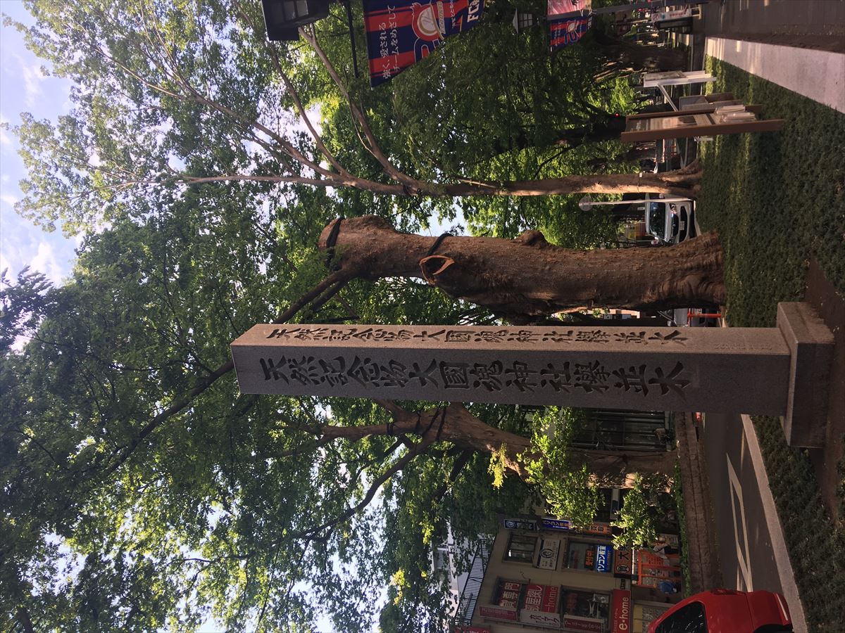 【天然記念物】馬場大門のケヤキ並木