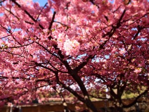 10926423_660102717433317_3290275110247207017_n