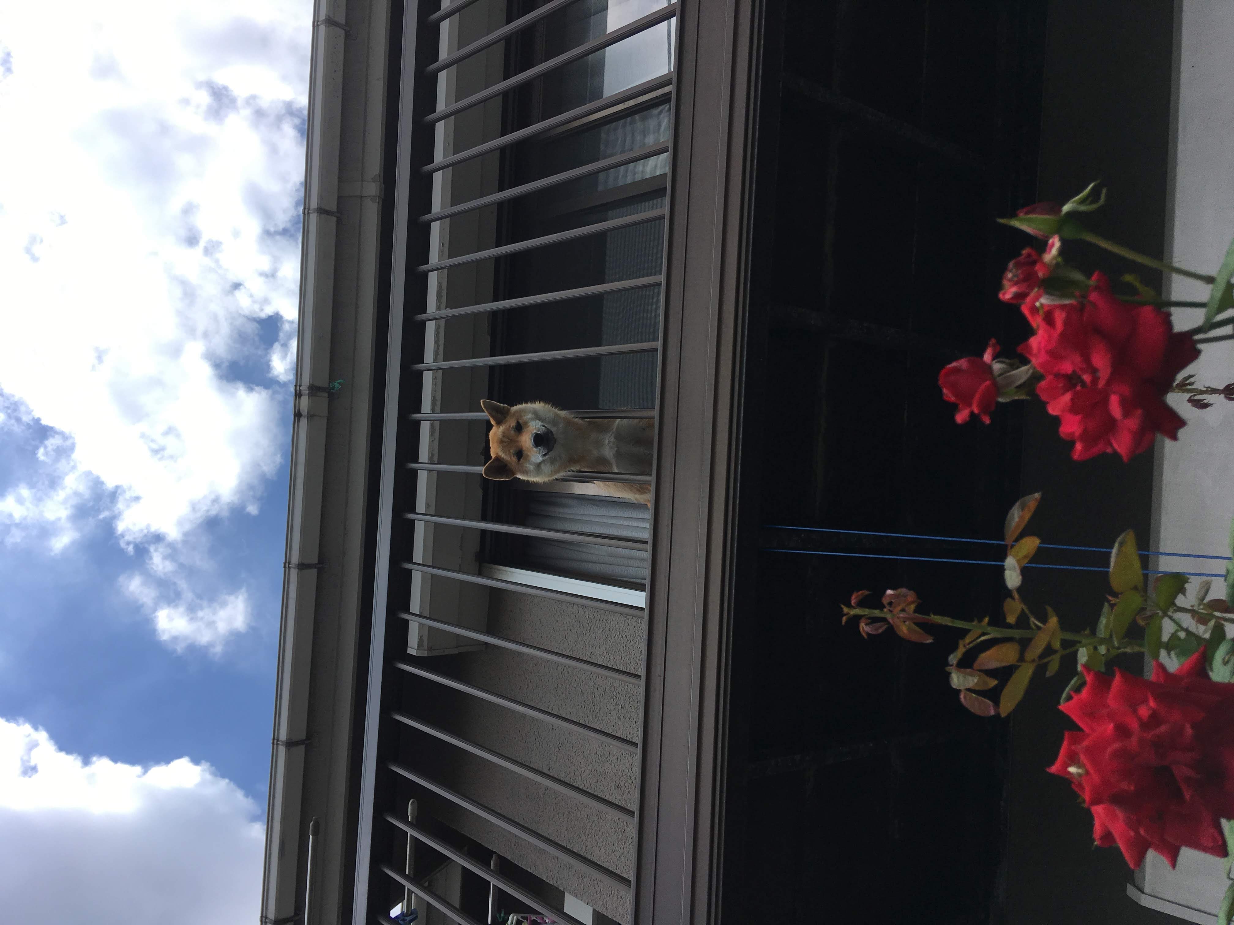 ふと見上げると・・・