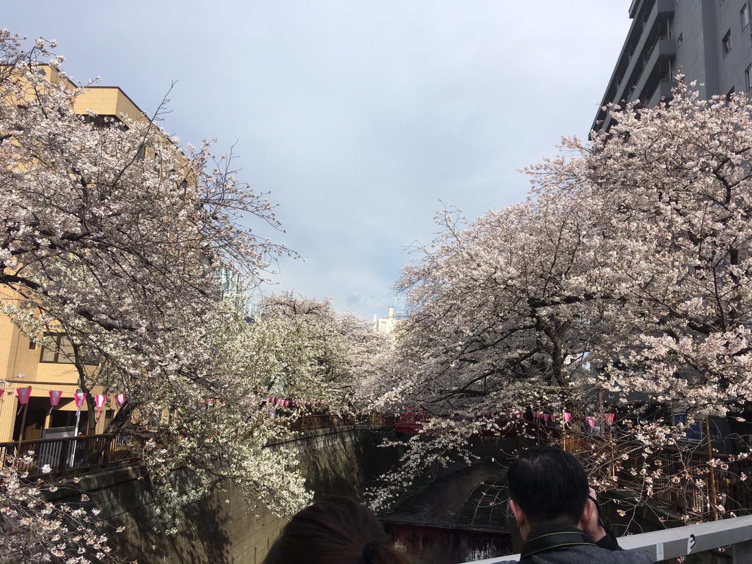 花見さくら！！