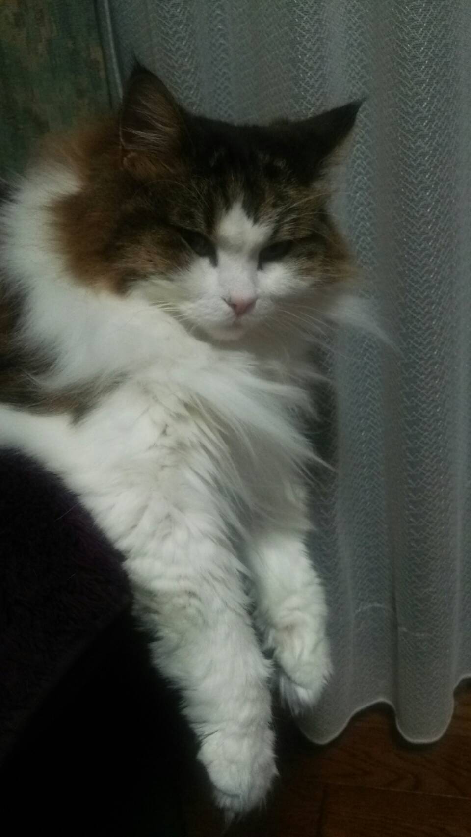 帰省×ノルウェー×猫