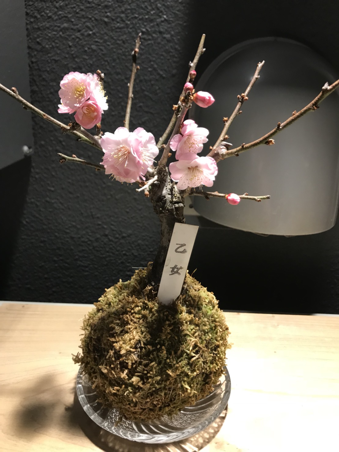 ～春到来？？～