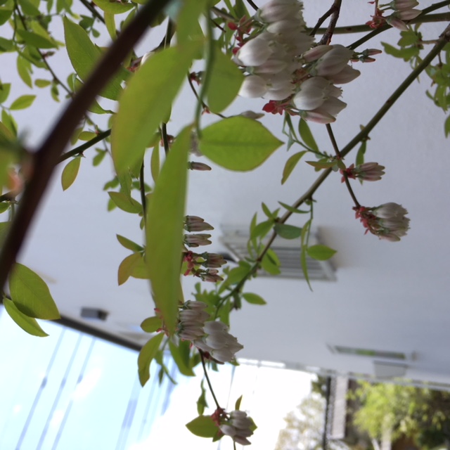 モデルハウス外構のお手入れ