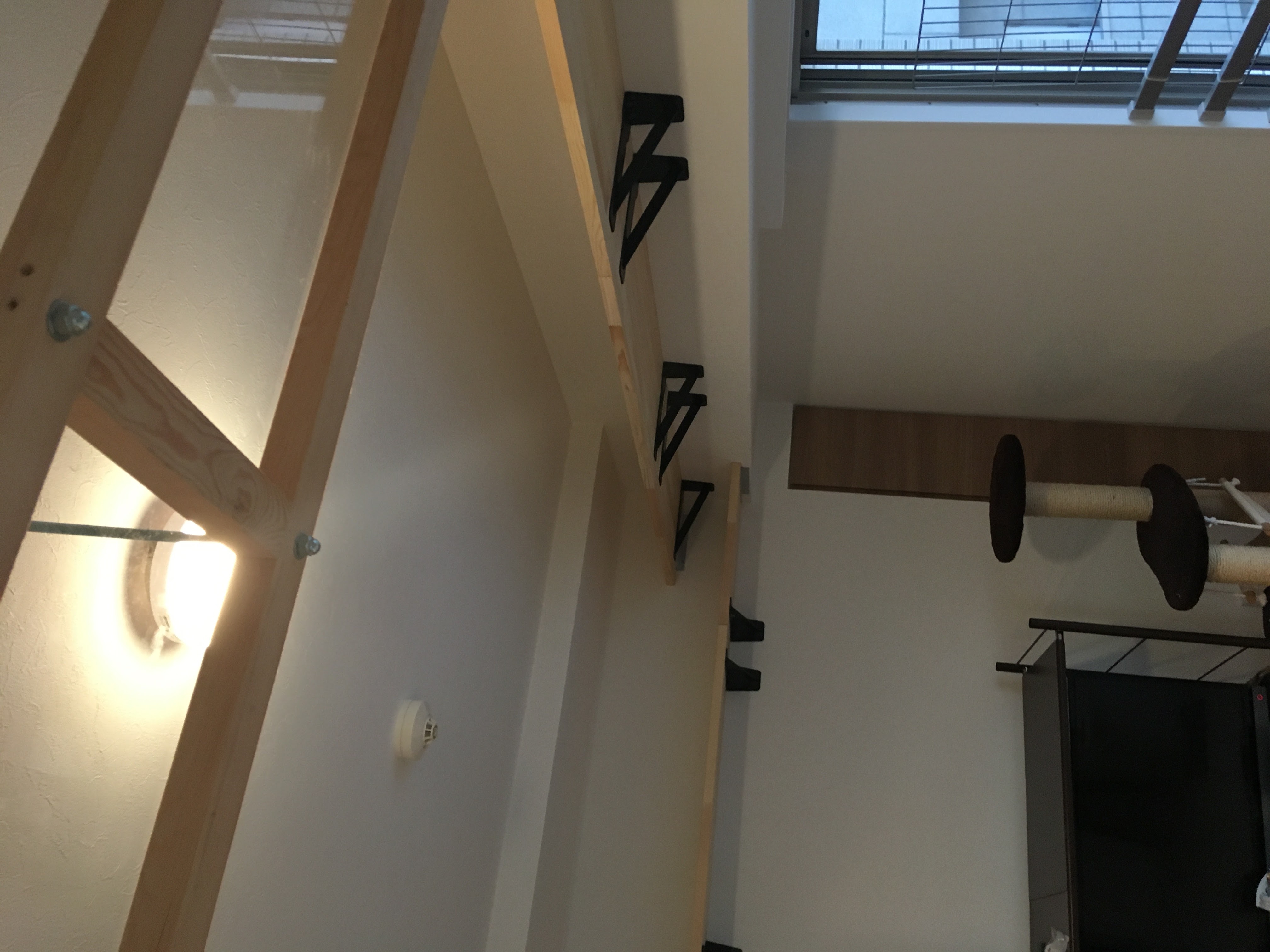 キャットウォーク新設！