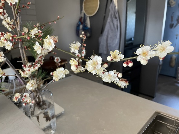 梅の季節ですね。