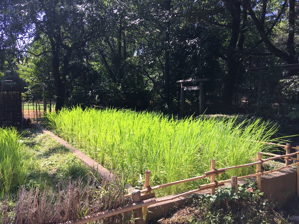 氏神様と古代米