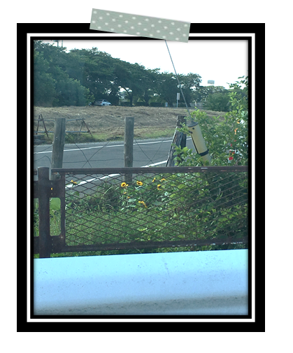 夏の風物を発見しました！