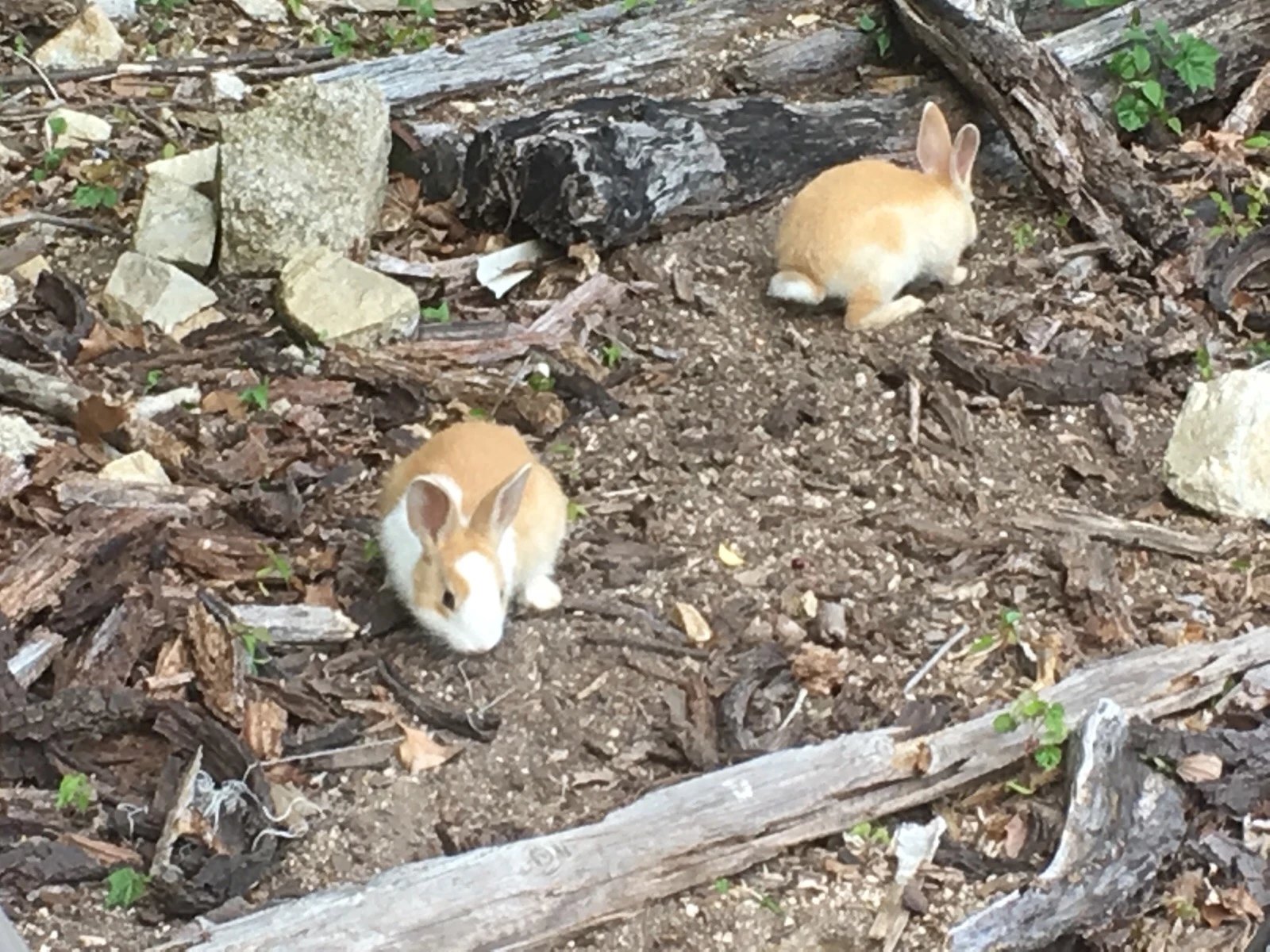 ◯◯◯だらけの島へ