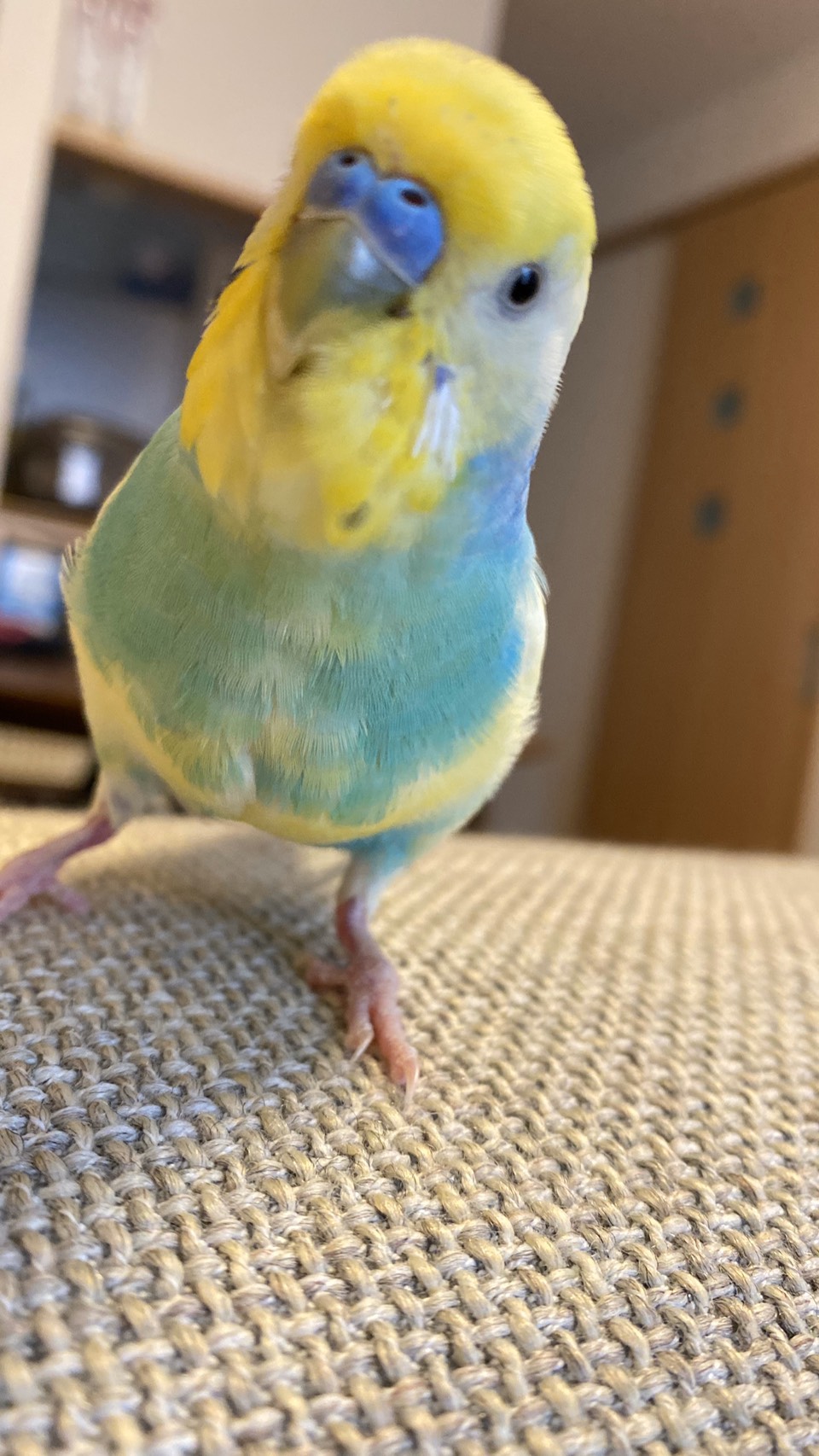 一羽田中家にお引越ししてきました