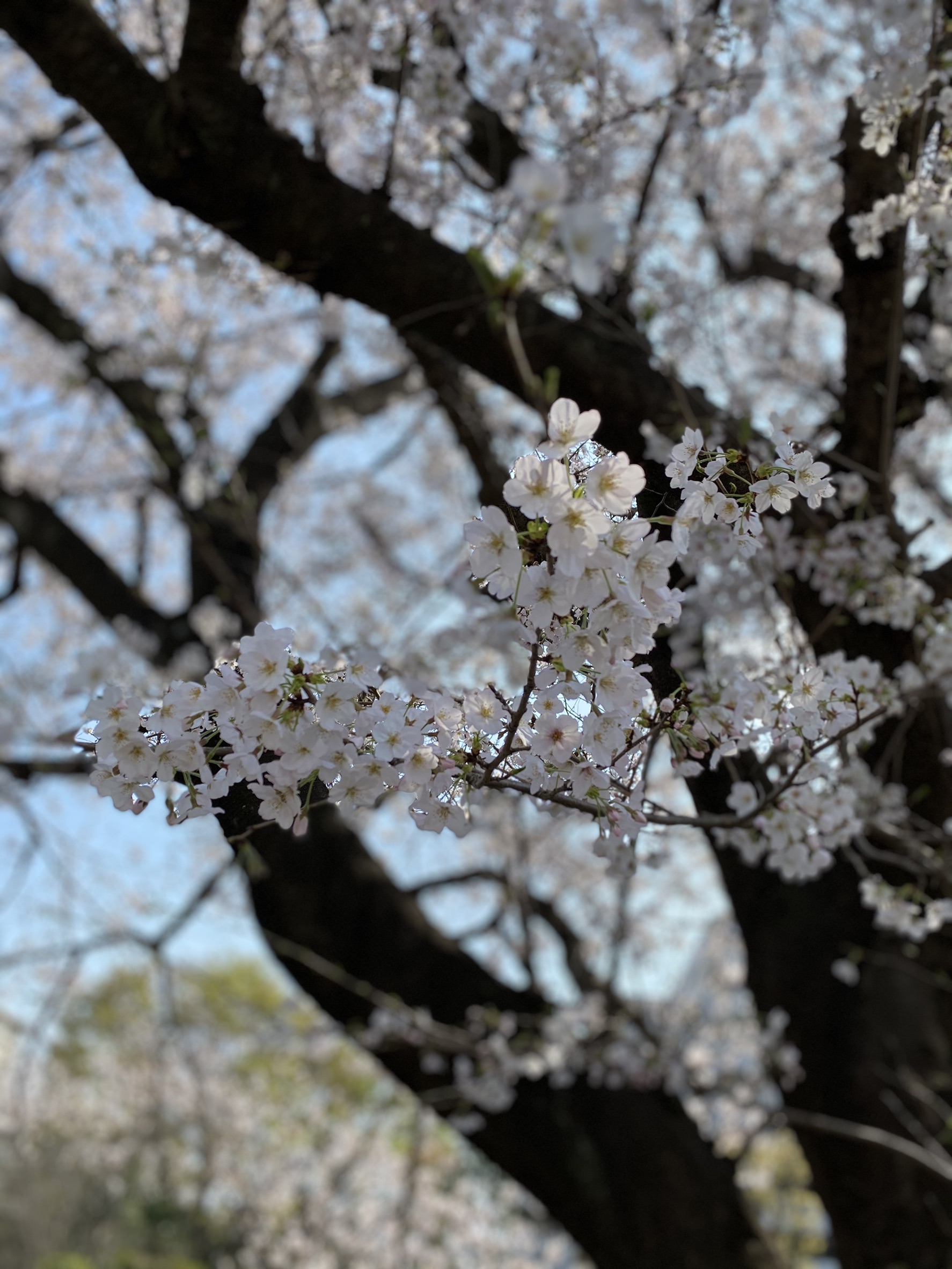 桜満開