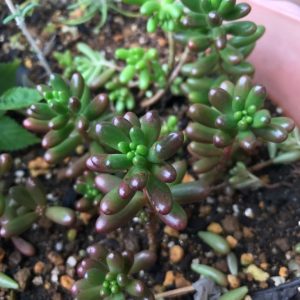 IMG_5620-e1508720850525-768x768