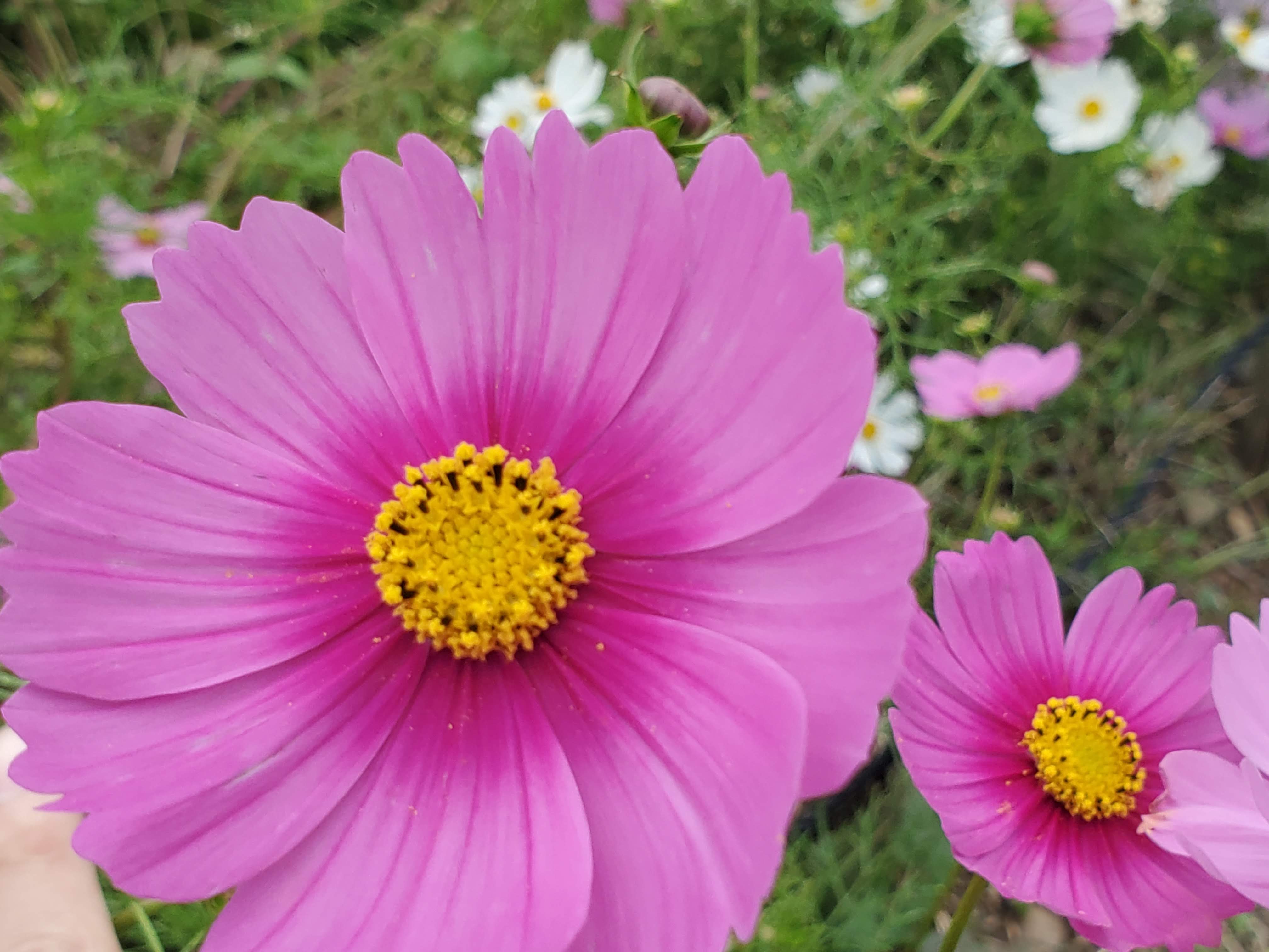 コキア・コスモスの季節🌼inひたち海浜公園