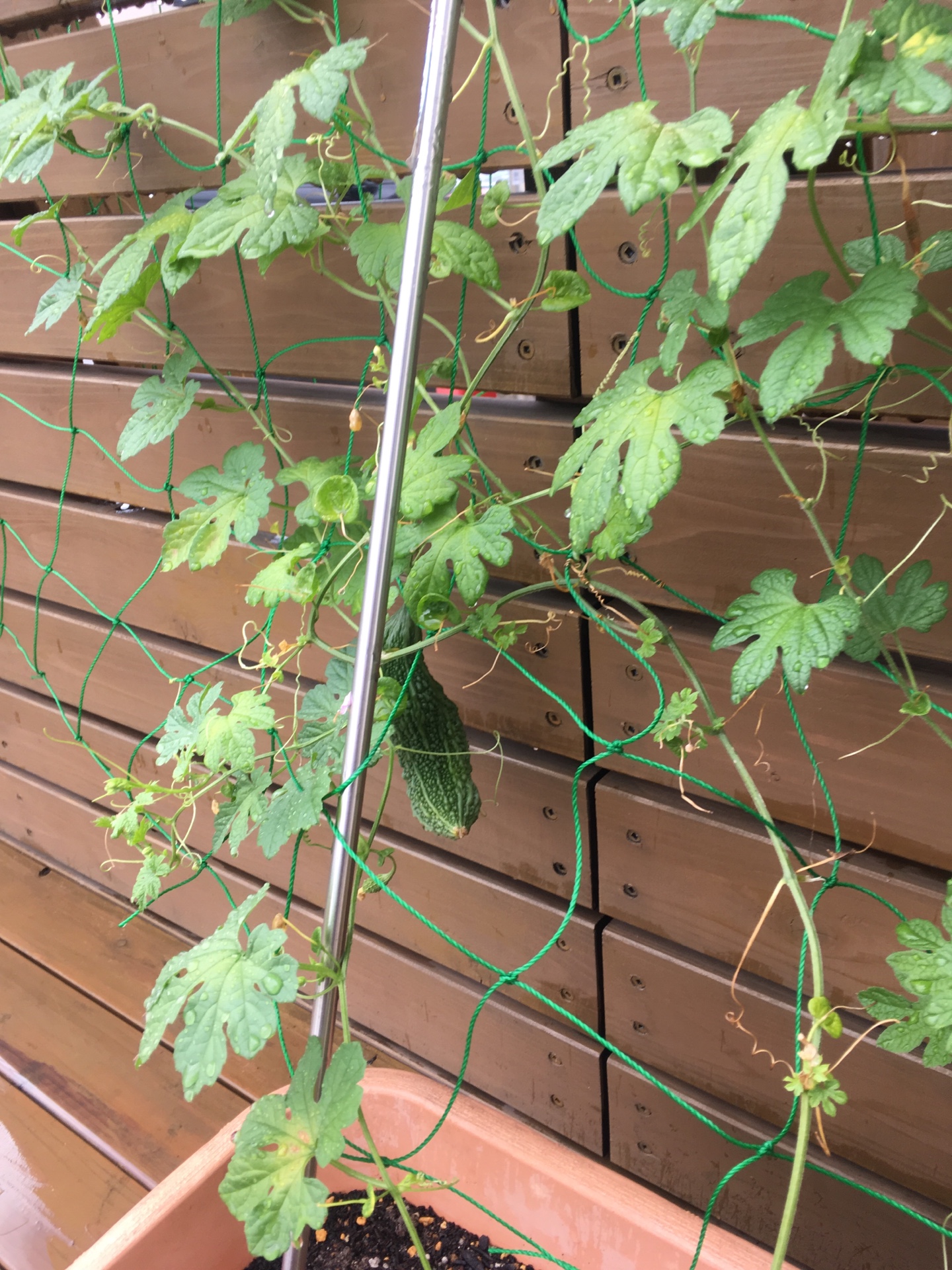 ゴーヤに水やり②