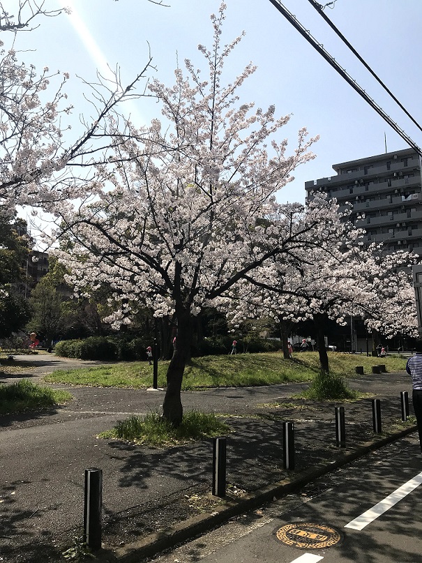 桜の季節・・・