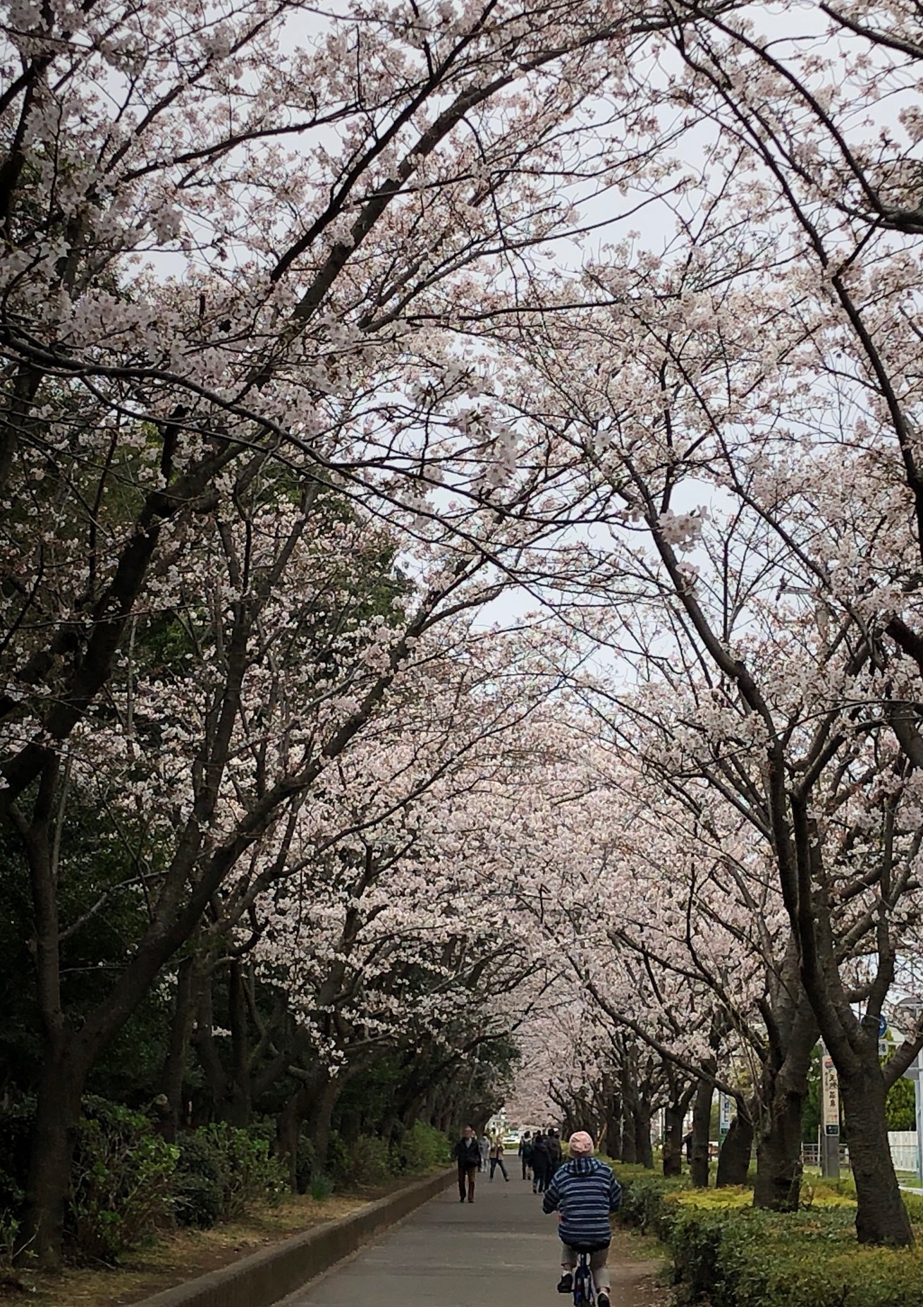 茅ヶ崎の桜