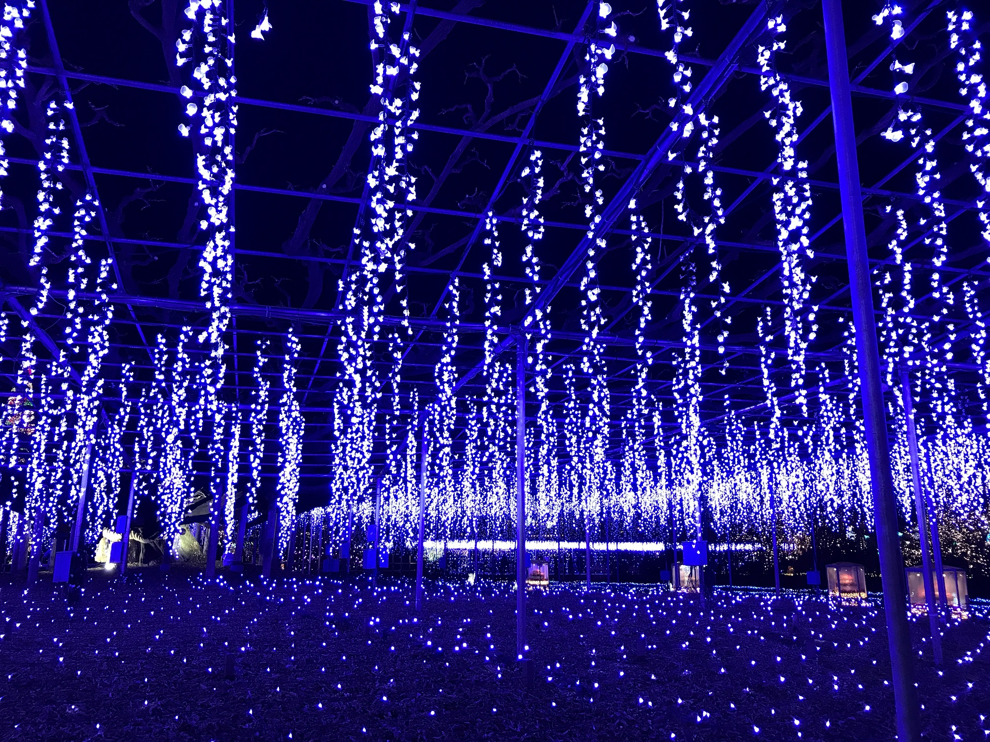 大藤の足利フラワーパーク