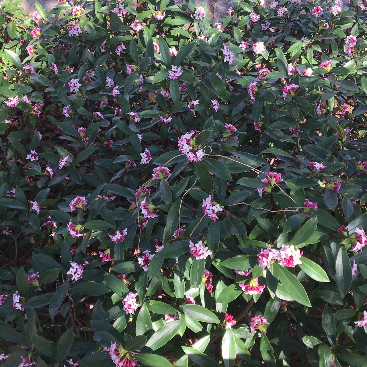 上野公園のパンダちゃんポスト