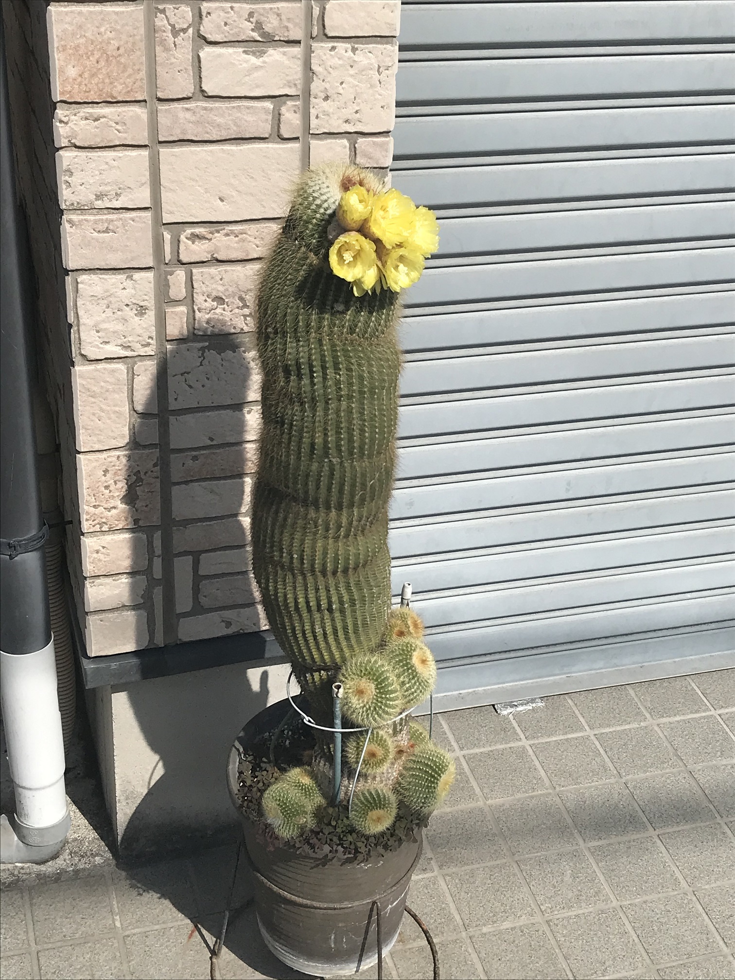 こんなところにも春