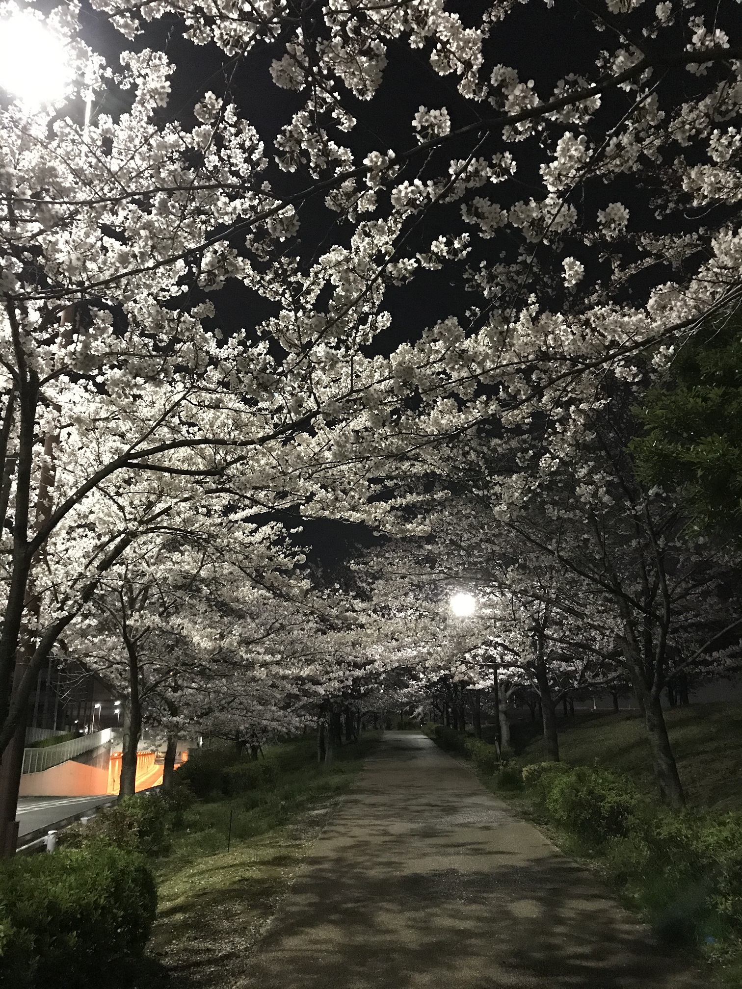 夜桜