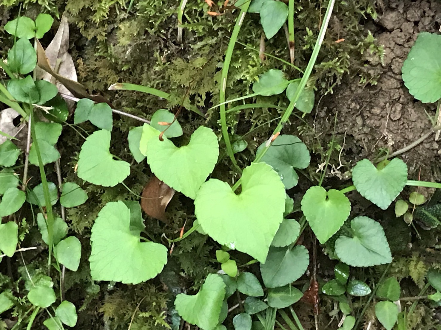 ハートがたくさん！