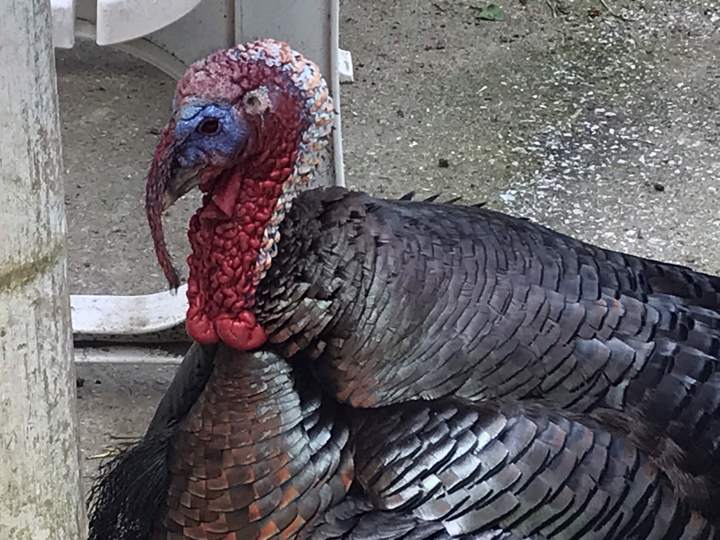 アニマル クイズ！