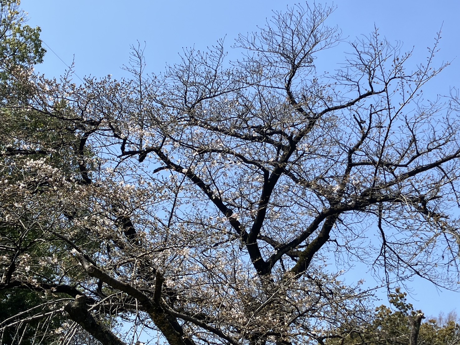 祝🌸開花宣言🌸　～駒沢公園～