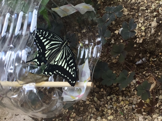 完全変態その２