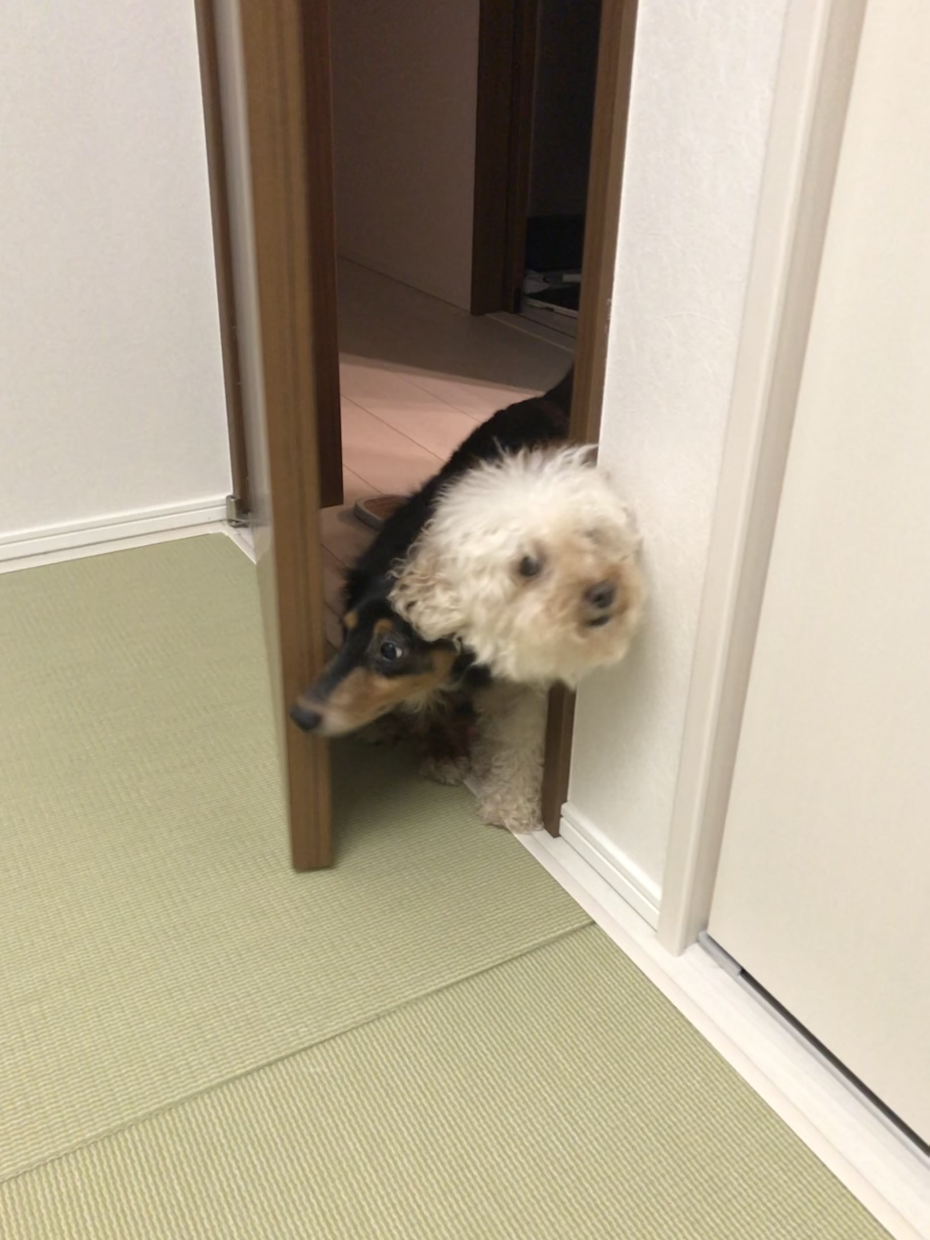 ペット飼育可のマンション