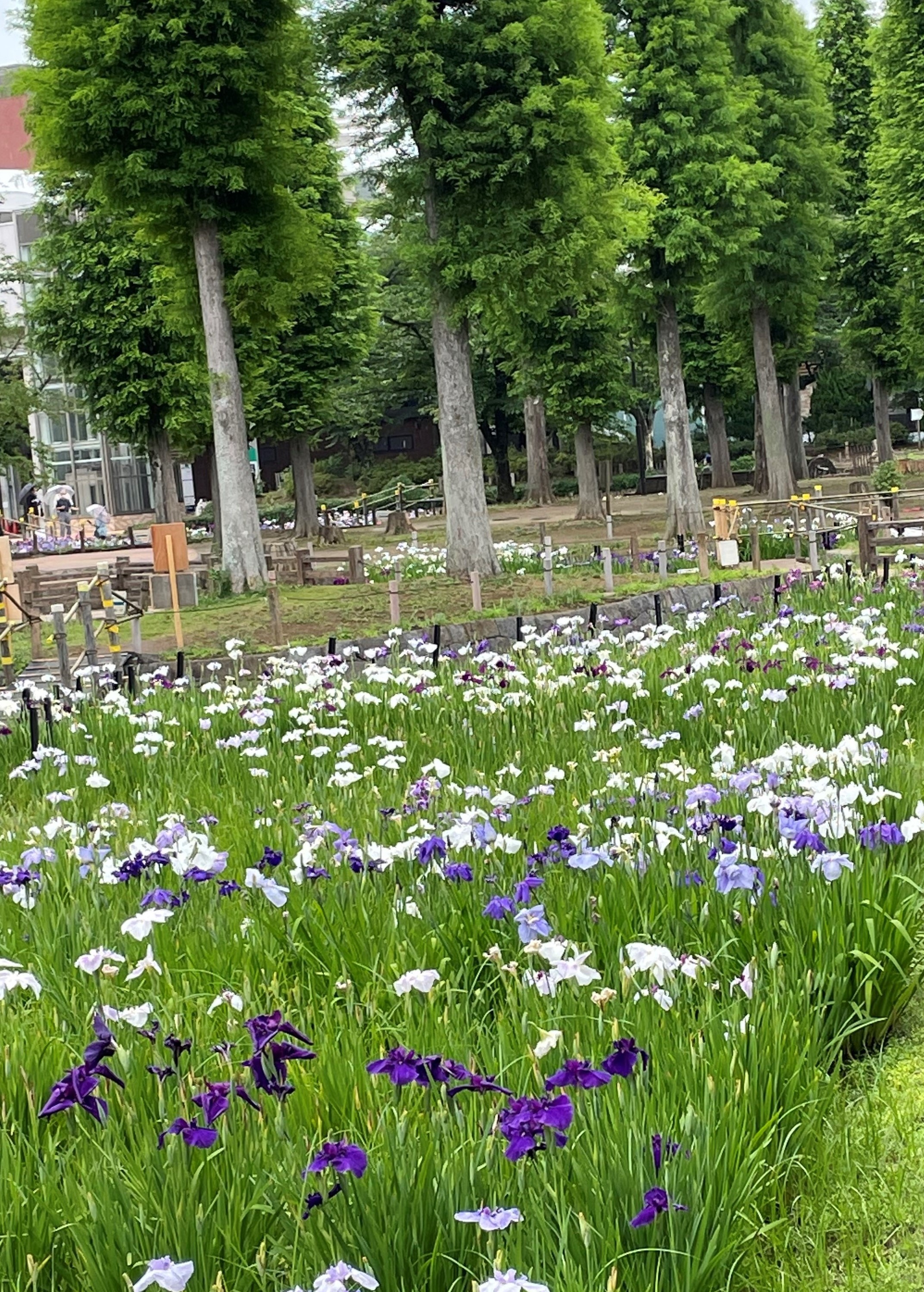 しょうぶ沼公園