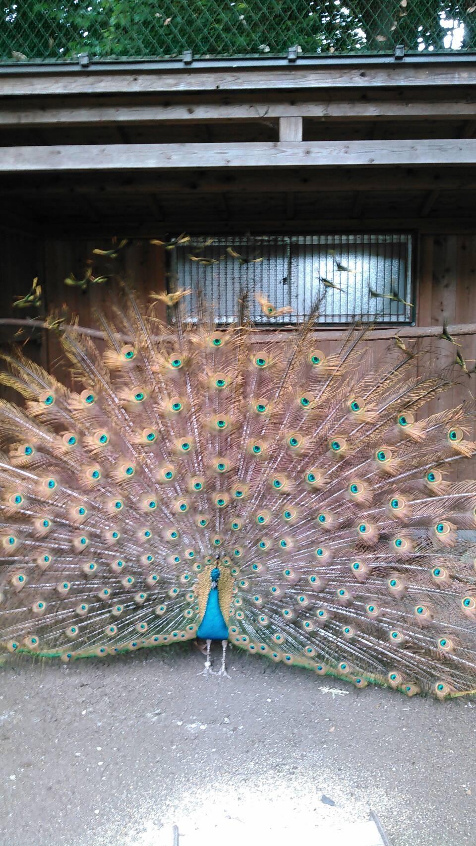 あけましておめでとうございます