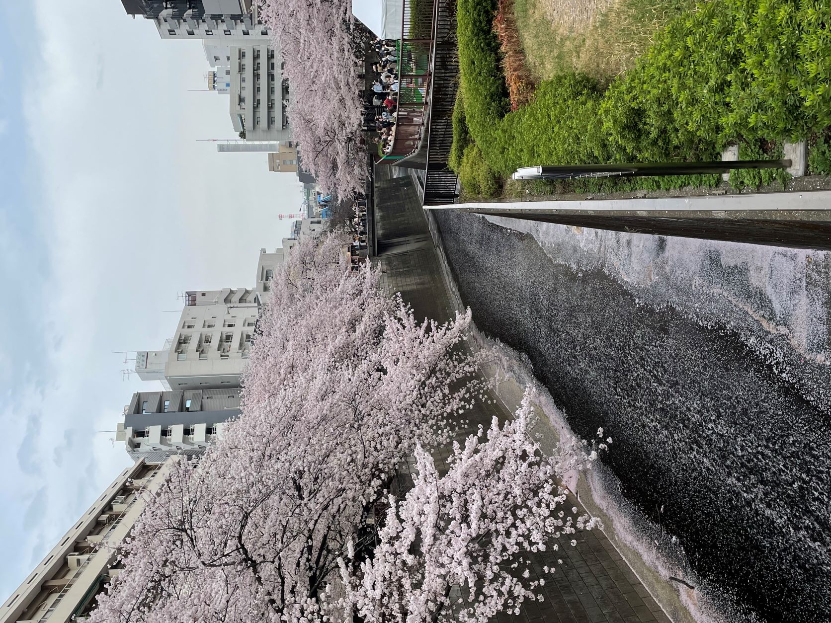 さくら🌸さくら🌸