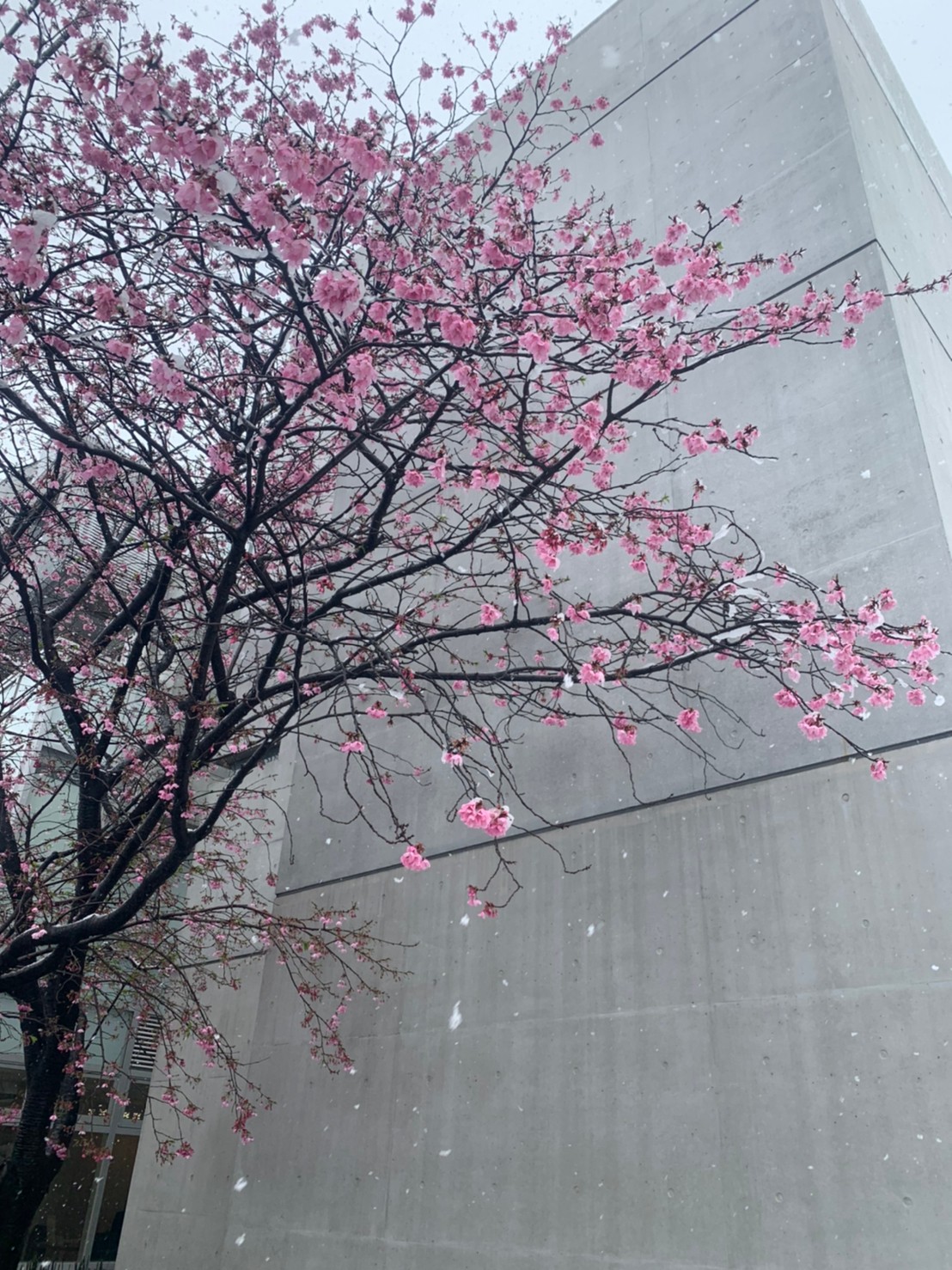 雪と桜