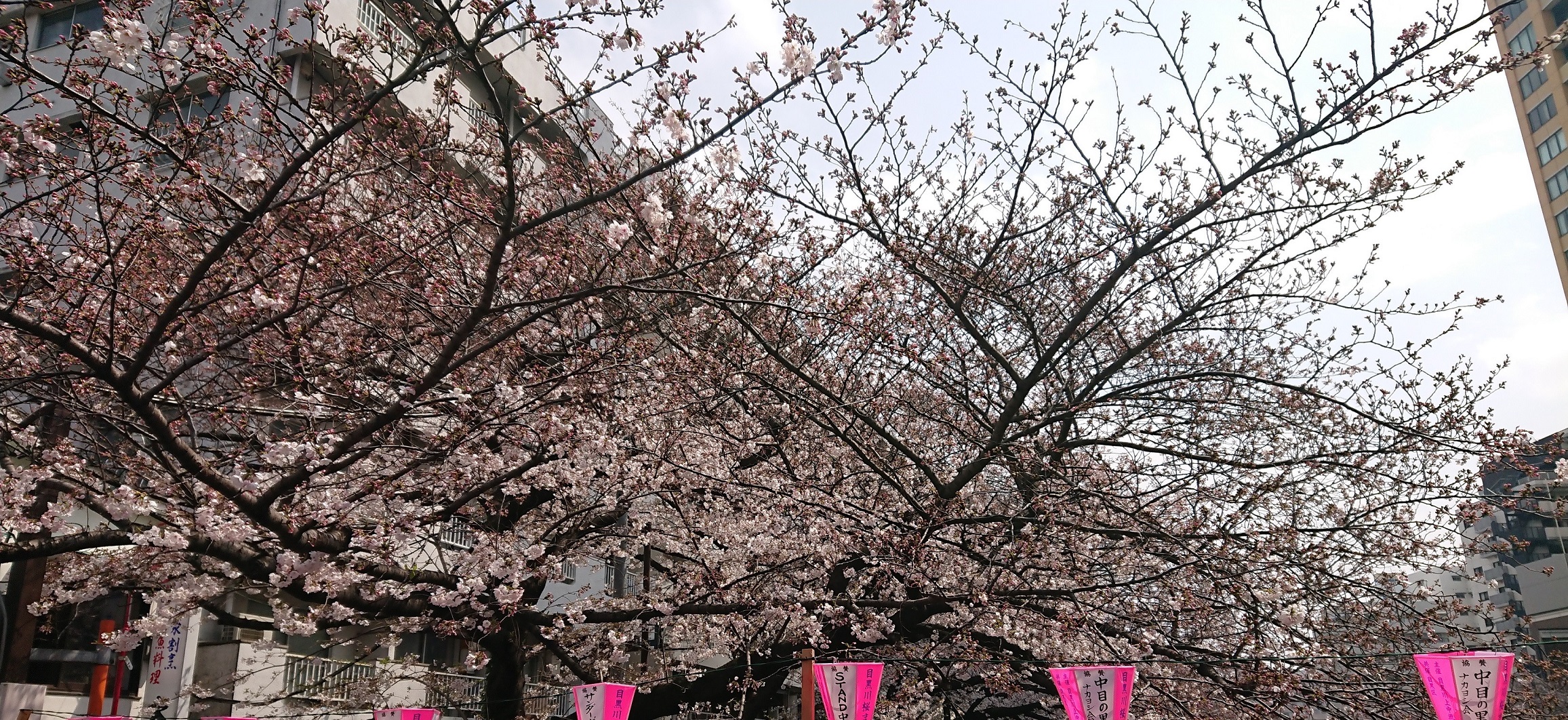 目黒の桜祭り
