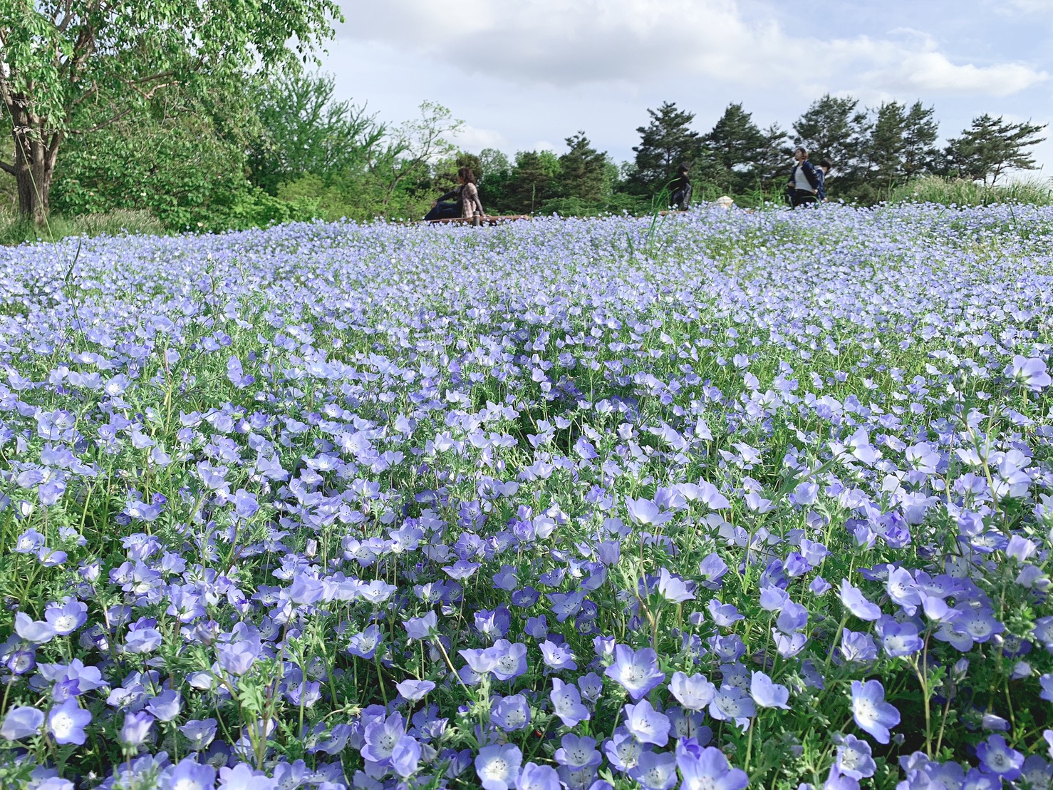 ⚘　大人気　ネモフィラの穴場　～昭和記念公園～