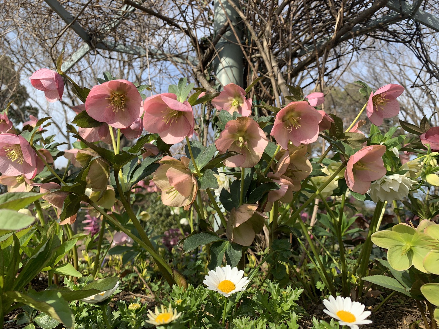 だんだんと春めいてきましたね