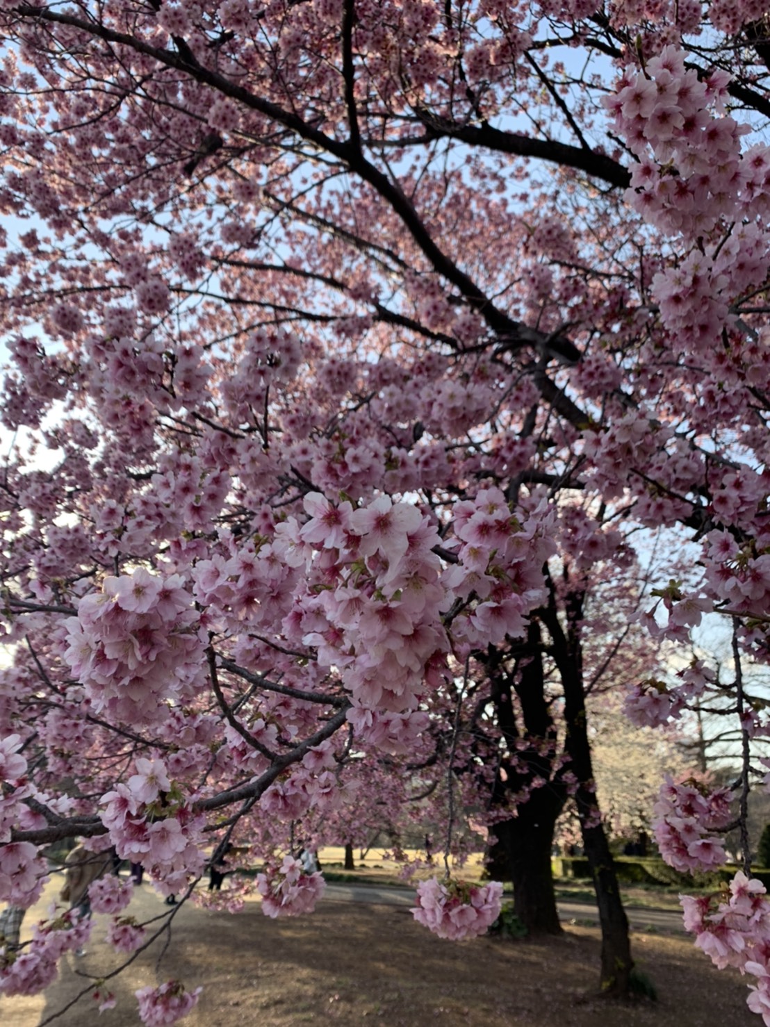 新宿御苑にお散歩へ・・・
