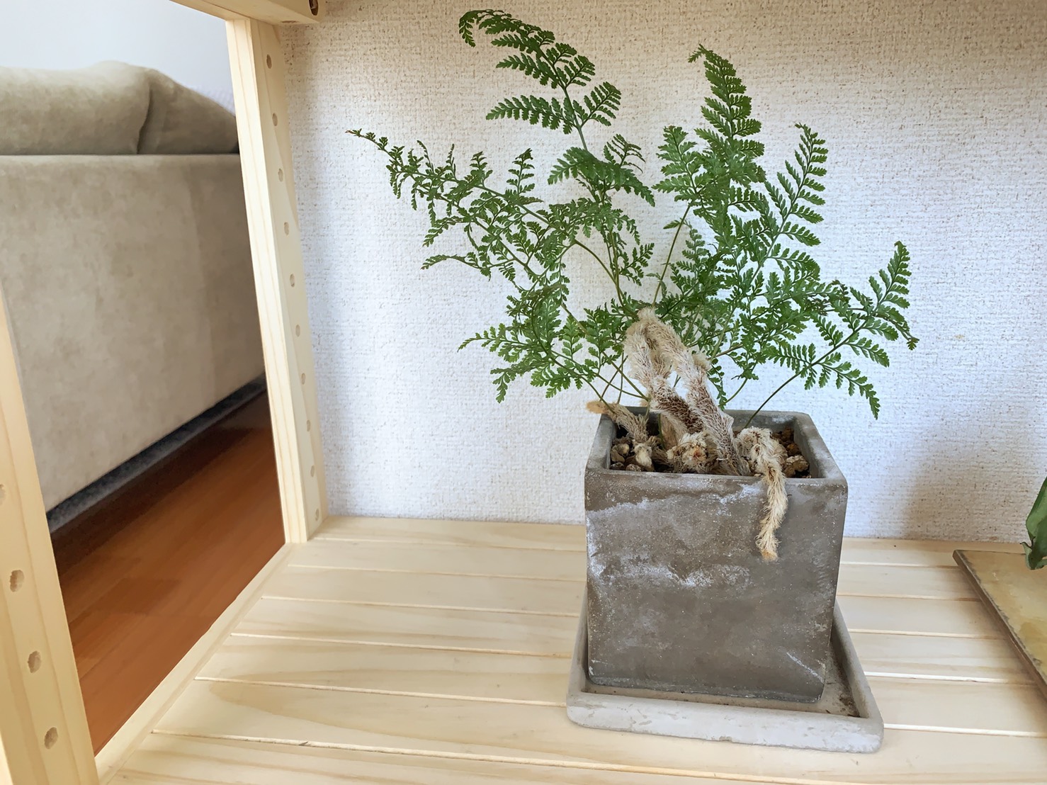 根っこが特徴的な　トコワシノブ