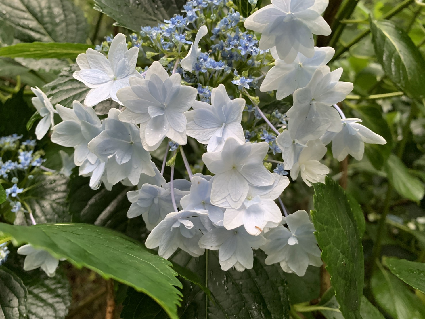 梅雨の楽しみ・・・