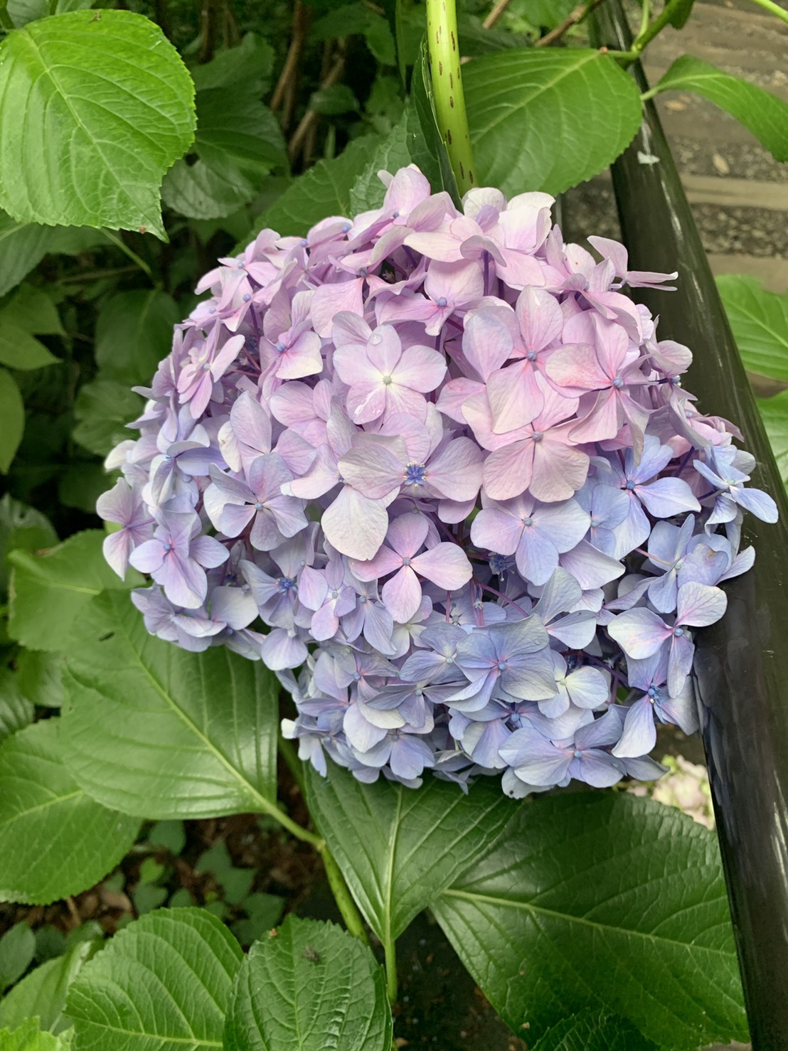 淡い色がたまりません