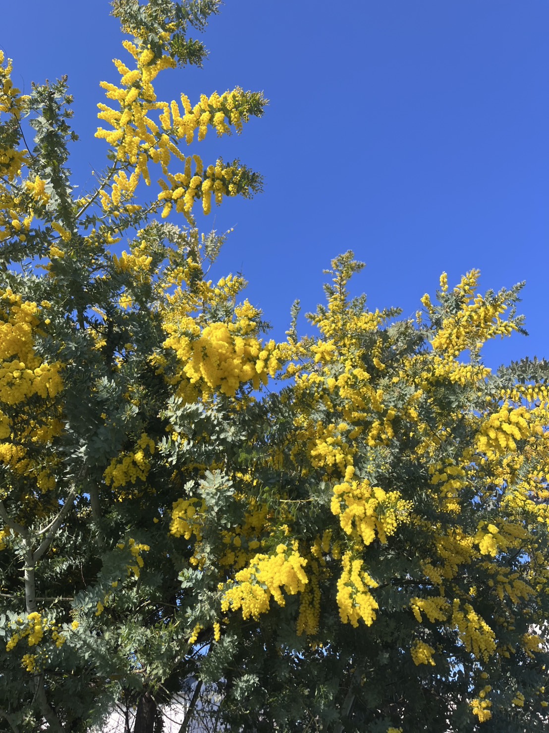 近所のミモザが今年も満開になりました