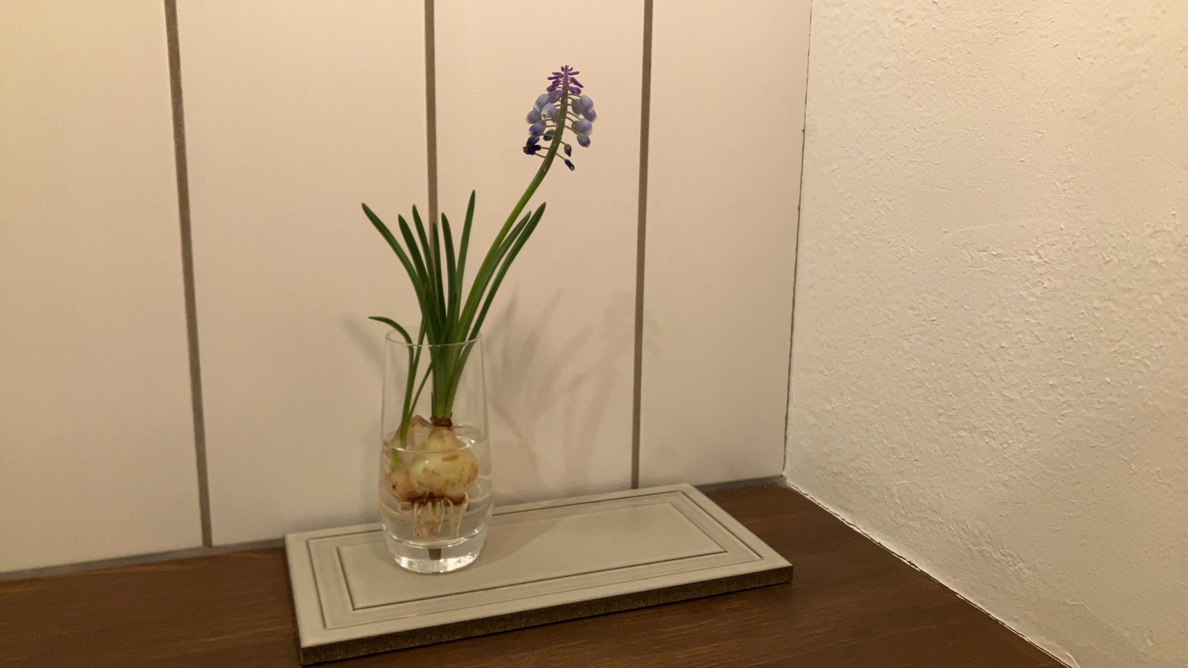 ２月のお花   -LOHAS studio立川店-