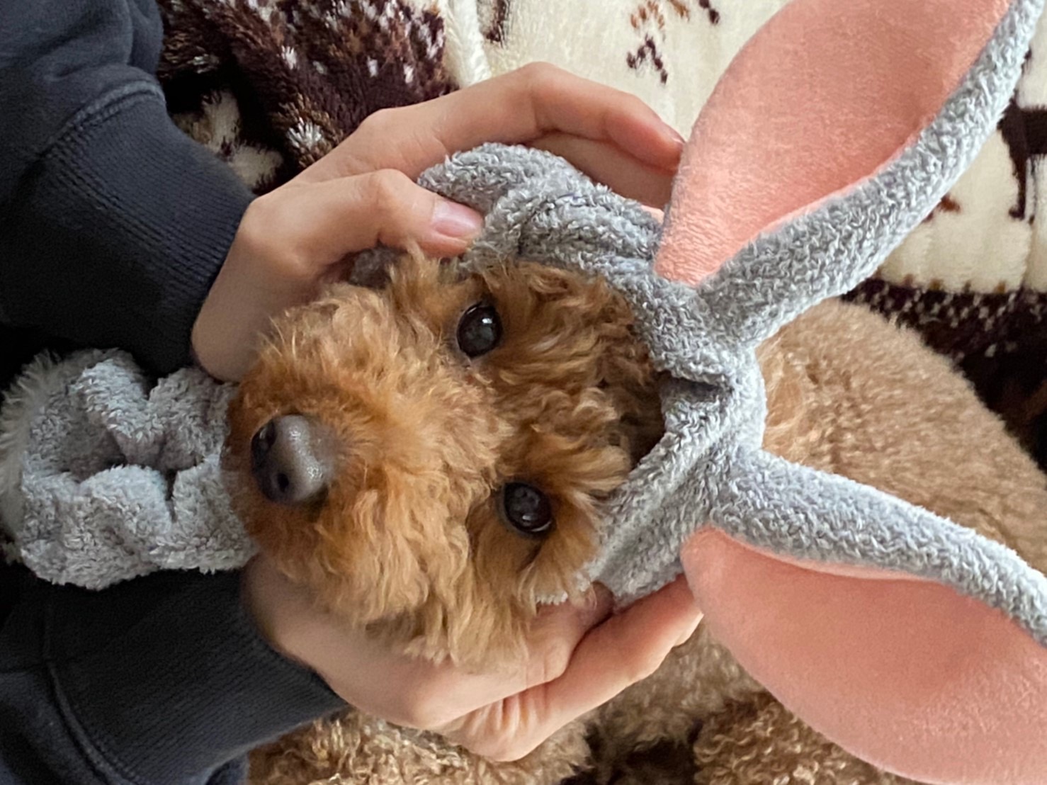 我が家のペット