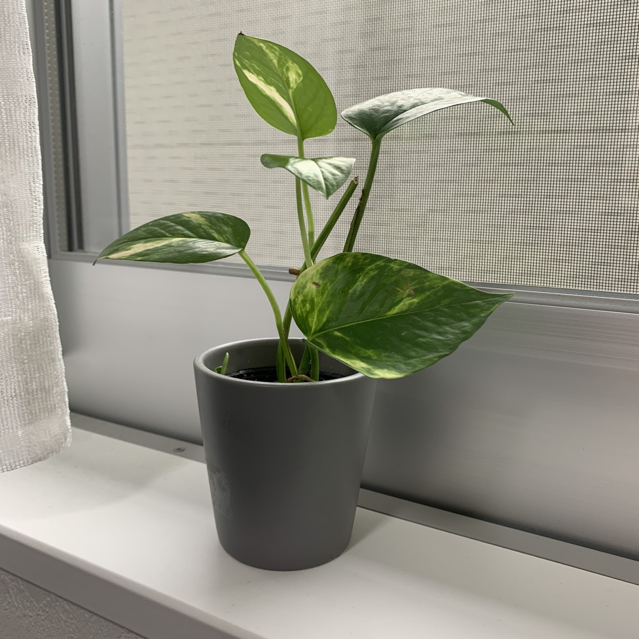 我が家の新入り