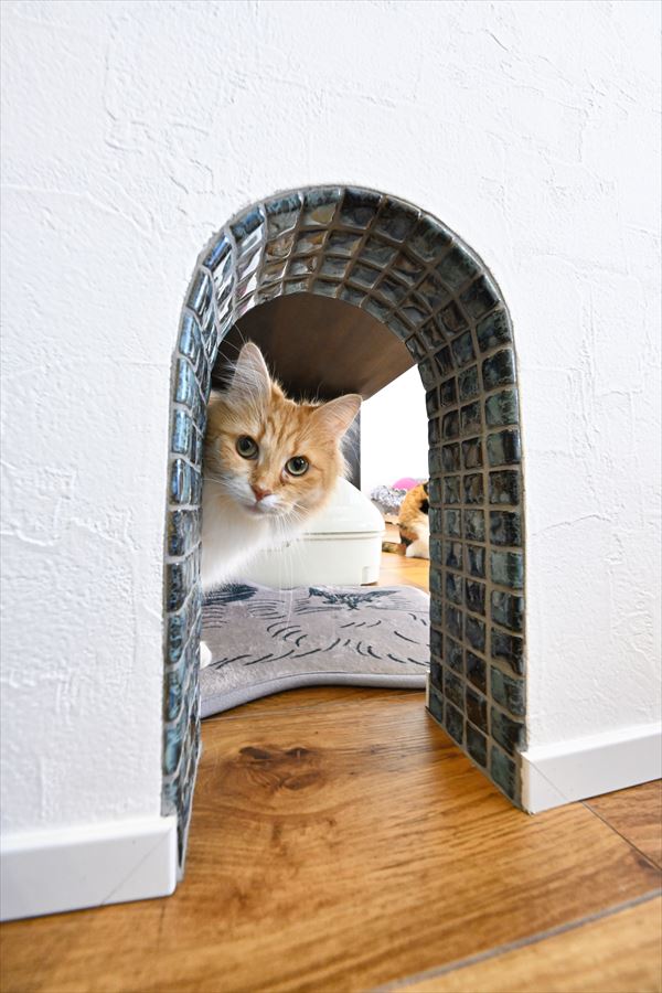 猫ちゃんとのお暮し①