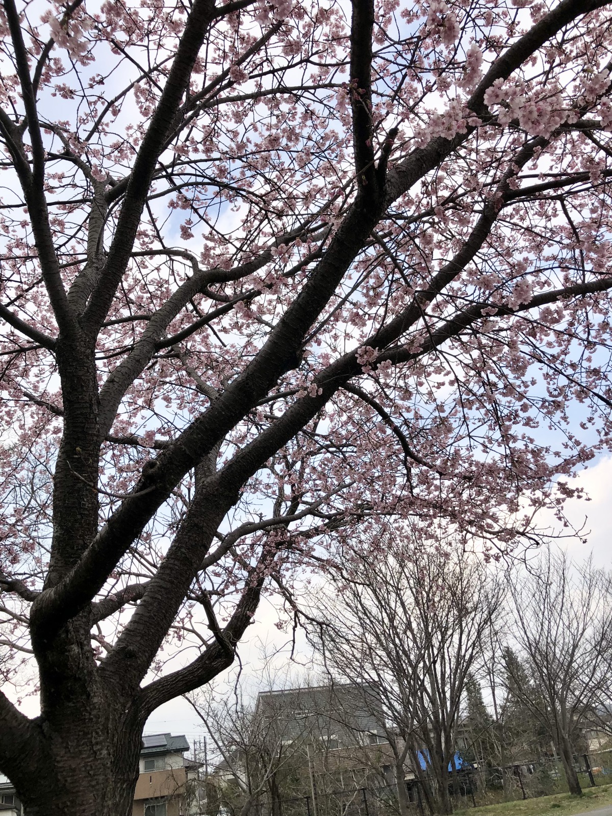 桜の季節になりました(*^^)v