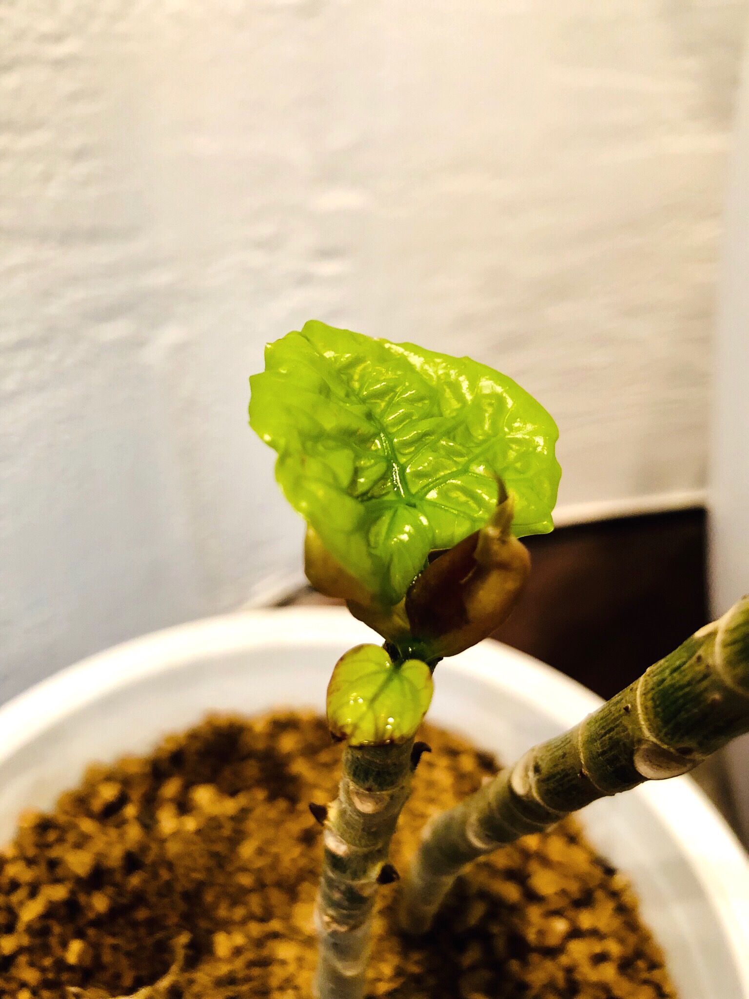 ❁小さな喜び…❁