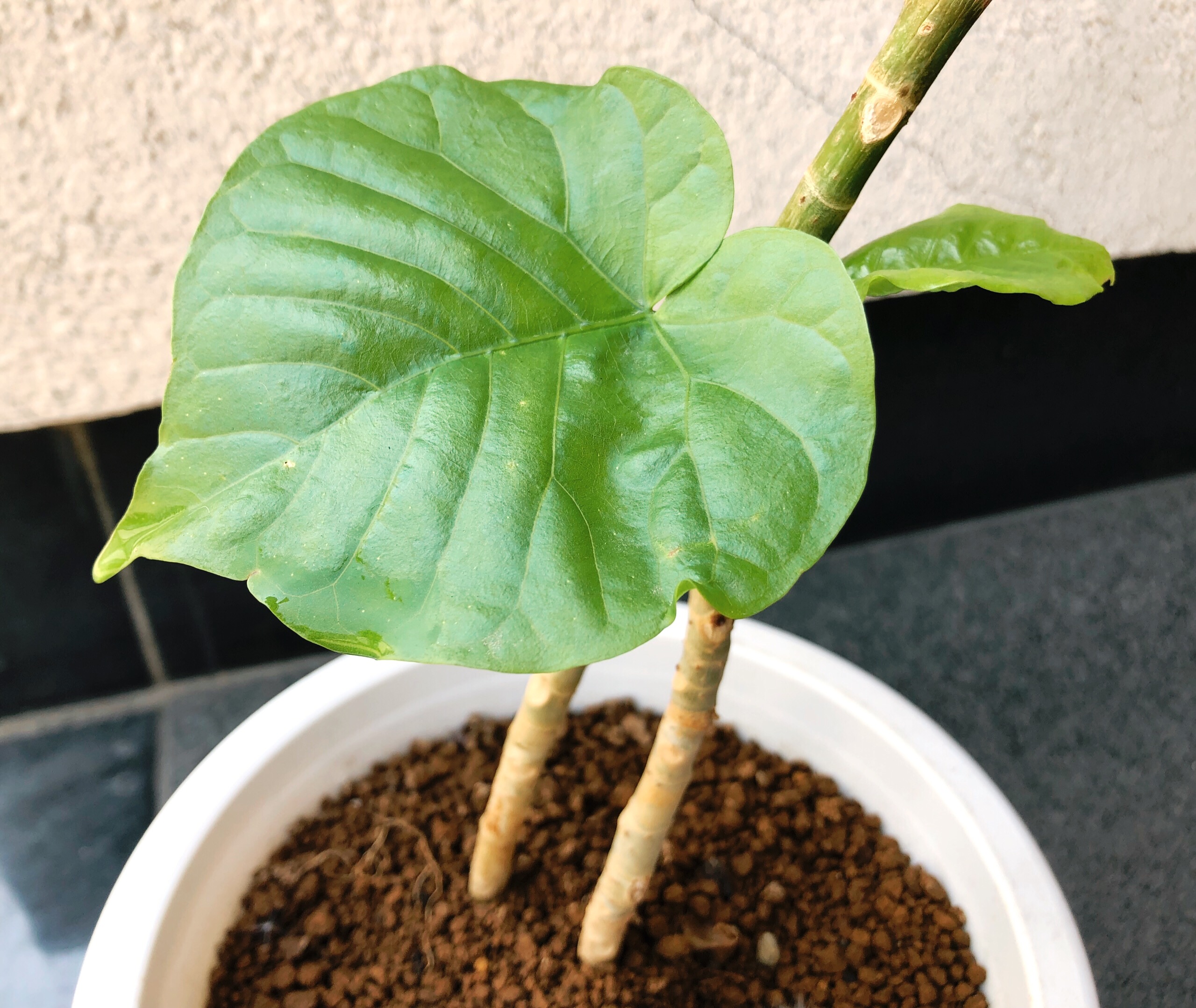 ❁グリーン成長中！❁